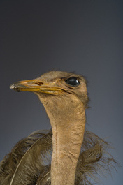 Grand buste taxidermique d'autruche, 20&egrave;me si&egrave;cle