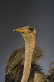 Grand buste taxidermique d'autruche, 20&egrave;me si&egrave;cle