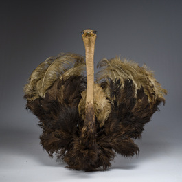 Grand buste taxidermique d'autruche, 20&egrave;me si&egrave;cle