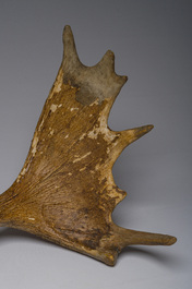 Grand bois de wapiti, 20&egrave;me si&egrave;cle