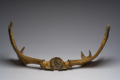 Grand bois de wapiti, 20&egrave;me si&egrave;cle