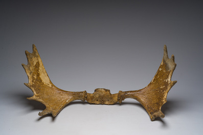 Grand bois de wapiti, 20&egrave;me si&egrave;cle