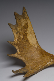 Grand bois de wapiti, 20&egrave;me si&egrave;cle