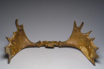 Grand bois de wapiti, 20&egrave;me si&egrave;cle