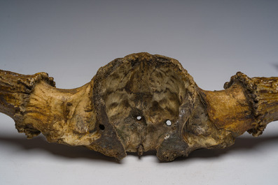 Grand bois de wapiti, 20&egrave;me si&egrave;cle