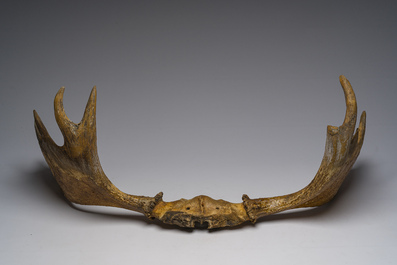 Grand bois de wapiti, 20&egrave;me si&egrave;cle