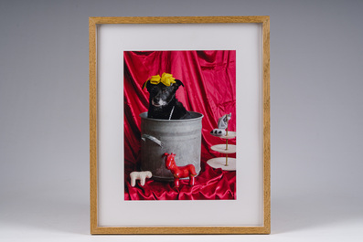 Thorsten Brinkmann (1969): 'La Belle du T&ouml;pf - Ernie, Portraits of a Studiodog', chromogenetische print, gedateerd 2011