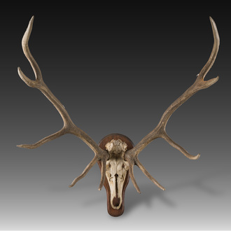 An impressive hunting trophy of a European red deer (10 ends), 20th C.
