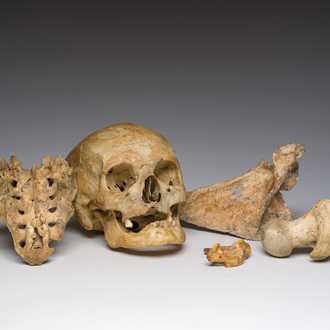 Un crâne d'étude ancien et plusieurs fragments d'os