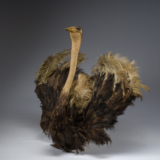 An imposing taxidermy bust of an ostrich, 20th C.