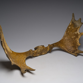 Grand bois de wapiti, 20ème siècle