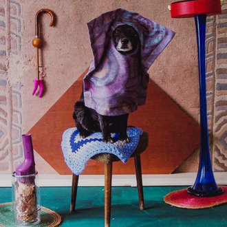 Thorsten Brinkmann (1969): 'Mara van Rüdipuss - Ernie, Portraits of a Studiodog', chromogenic print, dated 2011