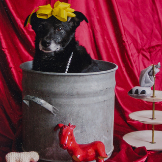 Thorsten Brinkmann (1969): ''La Belle du Töpf - Ernie, Portraits of a Studiodog', chromogenic print, dated 2011