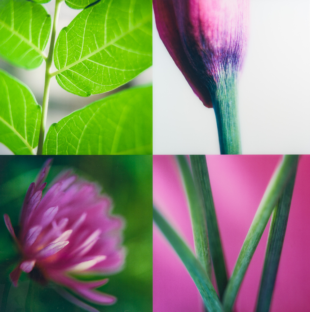 Muriel Emsens (20&egrave;me/21&egrave;me si&egrave;cle): 'Botanica N&deg;2', tirage Lambda sur papier, &eacute;d. 1/5, dat&eacute; 2005