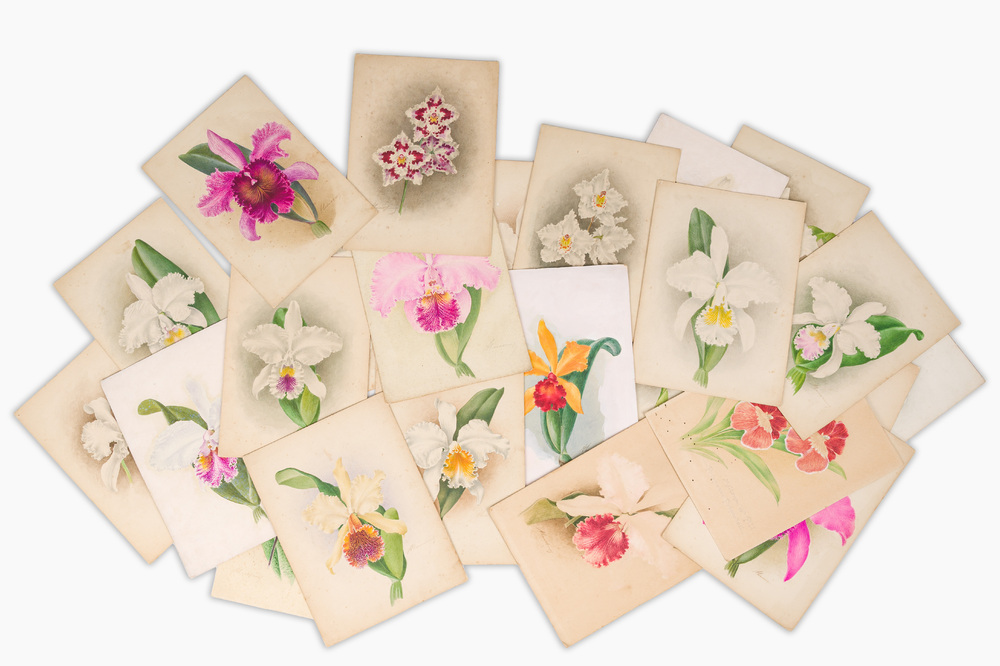 Illegibly signed: 30 studies of orchids, watercolour on paper, dated between 1907 and 1920