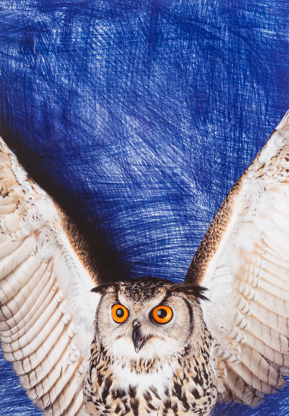 Jan Fabre (1958): Open your heart wide to the body of life, cibachrome druk, ed. 19/45, [1991]