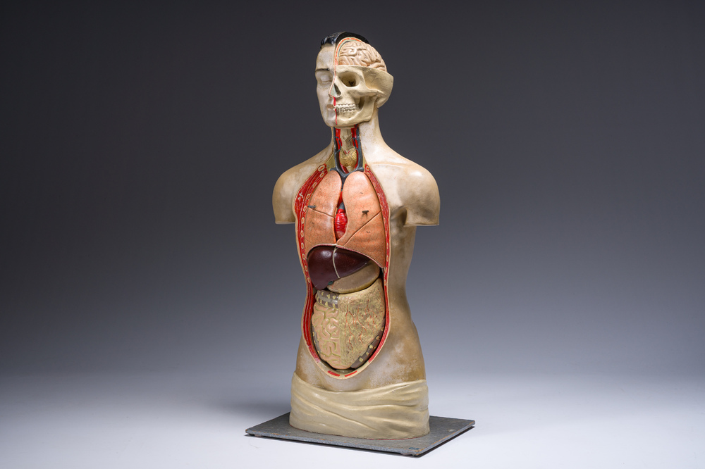 Een Duits handgeschilderd plaasteren anatomisch model, Phywe, tweede derde 20ste eeuw