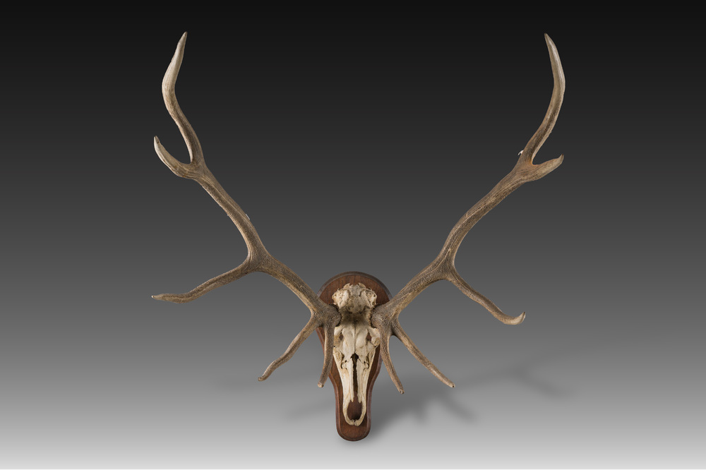 An impressive hunting trophy of a European red deer (10 ends), 20th C.