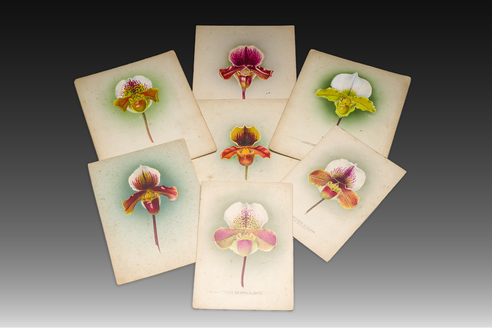 Frederick William Bolas (1871-1951) and Nelly Roberts (1872&ndash;1959): seven studies of orchids, mixed technique on paper