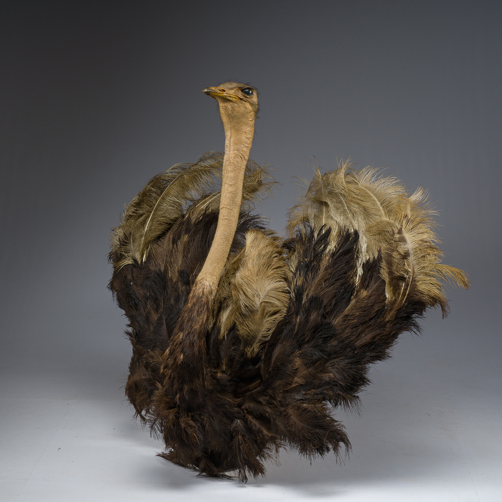 Grand buste taxidermique d'autruche, 20&egrave;me si&egrave;cle