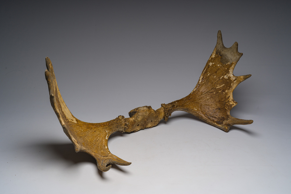 Grand bois de wapiti, 20&egrave;me si&egrave;cle