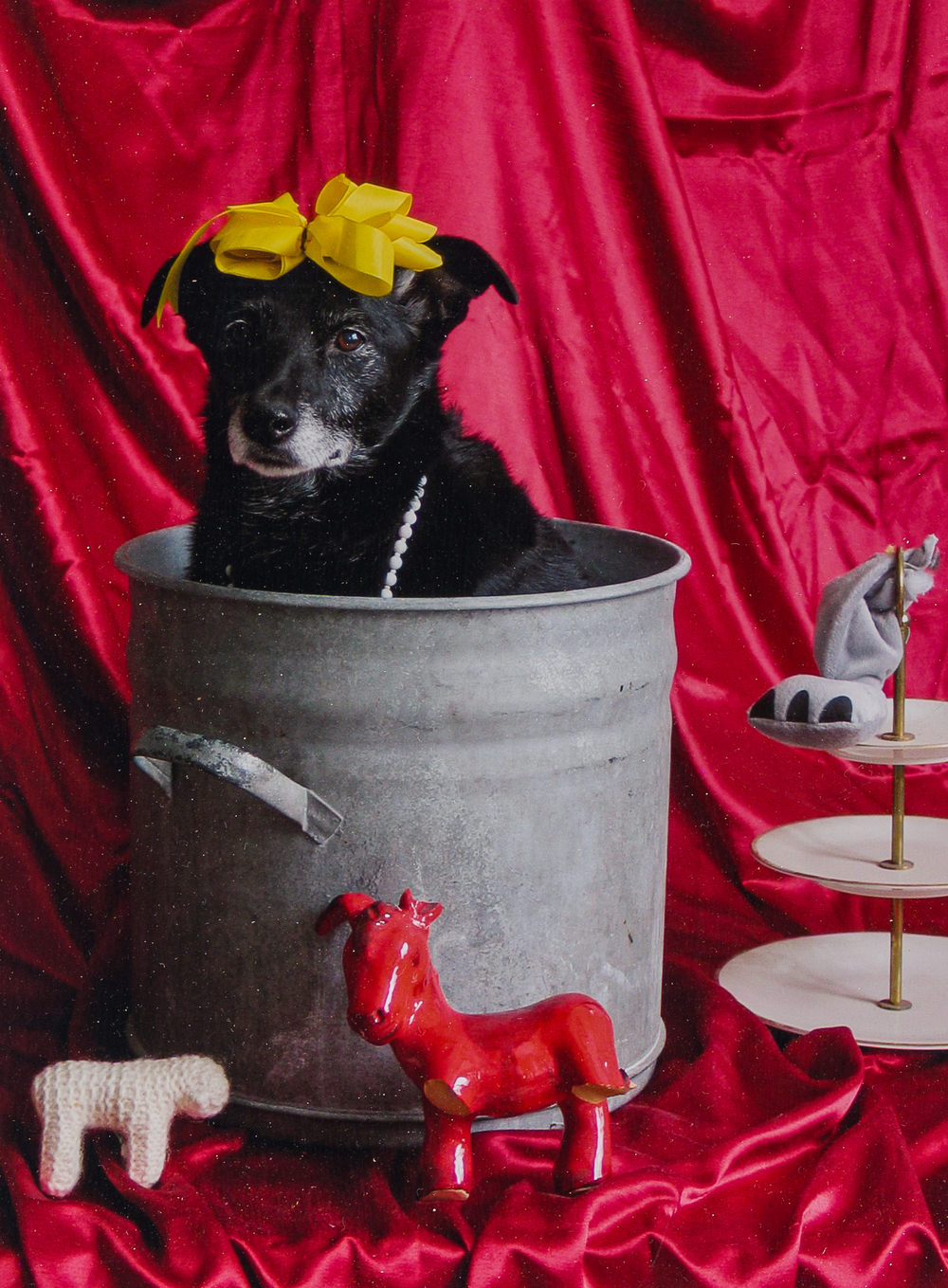 Thorsten Brinkmann (1969): 'La Belle du T&ouml;pf - Ernie, Portraits of a Studiodog', chromogenetische print, gedateerd 2011