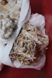 Doos met diverse mineralen en halfedelstenen