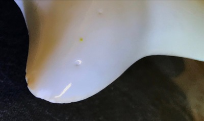 Een paar Japanse Kakiemon-stijl schotels in de vorm van een karper, Hizen, Edo, 17e eeuw