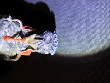 Une figure de Magu en porcelaine de Chine famille rose, Qianlong