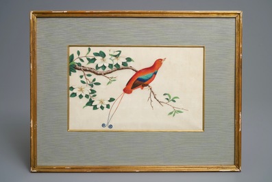 Ten Chinese framed rice paper paintings with mostly butterflies and birds, Canton, 19th C.