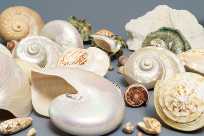 Une collection de grandes coquilles et un corail blanc