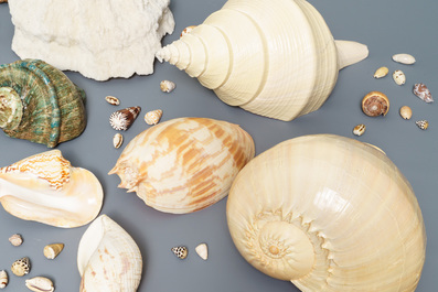 Une collection de grandes coquilles et un corail blanc