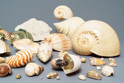 Une collection de grandes coquilles et un corail blanc