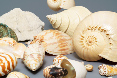 Une collection de grandes coquilles et un corail blanc