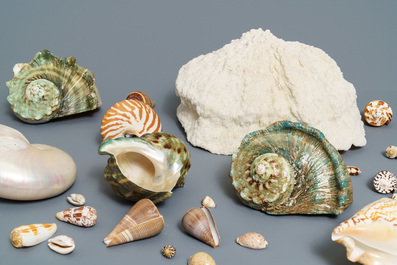 Une collection de grandes coquilles et un corail blanc