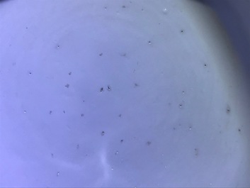 Un pot &agrave; gingembre en porcelaine de Chine famille verte, Kangxi