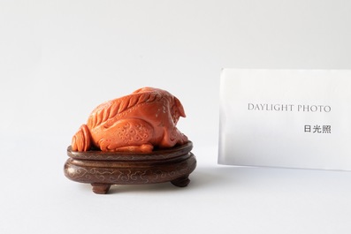 Un mod&egrave;le d'un lion bouddhiste en corail rouge sculpt&eacute;, Chine, 19/20&egrave;me