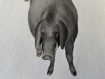 Ma Jin 馬晉 (1900-1970): 'Pig', ink and pencil on paper, dated 1947