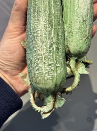 Two Chinese polychrome groups of cucumbers and bitter melons with insects, 19/20th C.