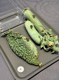 Two Chinese polychrome groups of cucumbers and bitter melons with insects, 19/20th C.