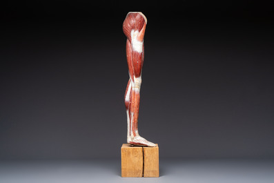 A French anatomical model of a human leg in polychrome papier-m&acirc;ch&eacute;, Maison Auzoux, dated 1947