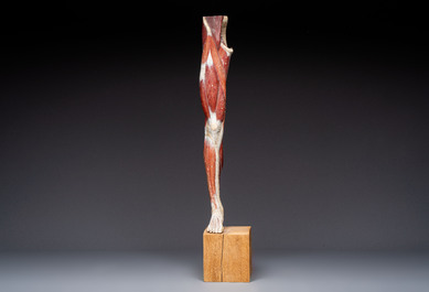 A French anatomical model of a human leg in polychrome papier-m&acirc;ch&eacute;, Maison Auzoux, dated 1947