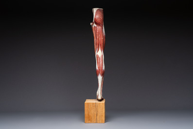 A French anatomical model of a human leg in polychrome papier-m&acirc;ch&eacute;, Maison Auzoux, dated 1947