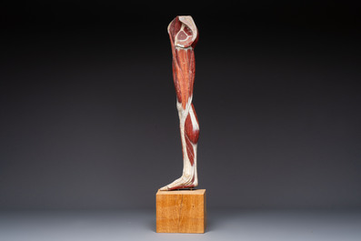 A French anatomical model of a human leg in polychrome papier-m&acirc;ch&eacute;, Maison Auzoux, dated 1947