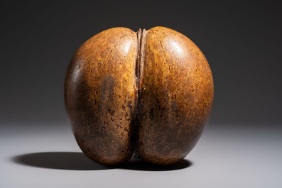 A coco de mer or sea coconut (Lodoicea maldivica), Seychelles
