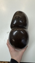 A coco de mer or sea coconut (Lodoicea maldivica), Seychelles