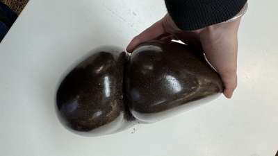 A coco de mer or sea coconut (Lodoicea maldivica), Seychelles