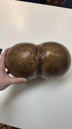 A coco de mer or sea coconut (Lodoicea maldivica), Seychelles
