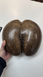 A coco de mer or sea coconut (Lodoicea maldivica), Seychelles