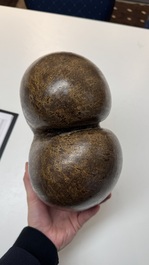 A coco de mer or sea coconut (Lodoicea maldivica), Seychelles